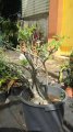 Adenium obesum - plante exotique 1m